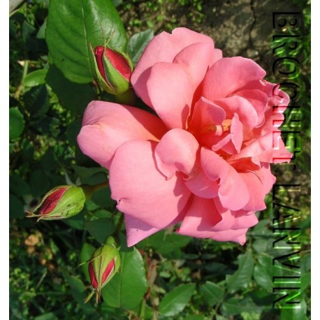 Rosa 'Mme E.Herriot cl' - Rosaceae - Rosier