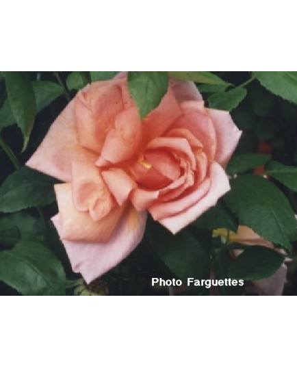 Rosa 'Mme Edouard Herriot' - Rosaceae - Rosier