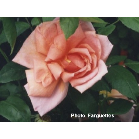 Rosa 'Mme Edouard Herriot' - Rosaceae - Rosier