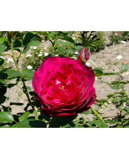 Rosa 'Empreinte de Dorieux' - Rosaceae - Rosier
