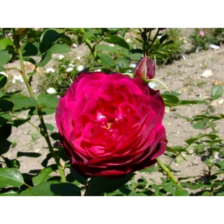 Rosa 'Empreinte de Dorieux' - Rosaceae - Rosier