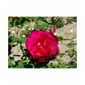 Rosa 'Empreinte de Dorieux' - Rosaceae - Rosier