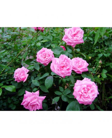 Rosa 'Mme Ernest Calvat' - Rosaceae