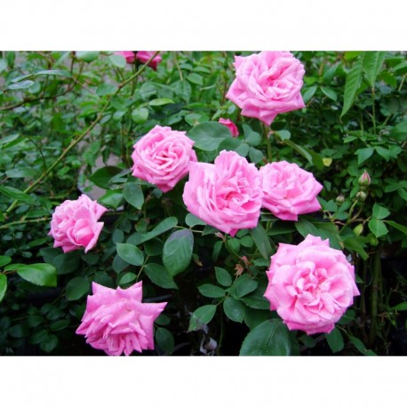 Rosa 'Mme Ernest Calvat' - Rosaceae