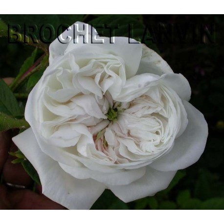 Rosa 'Mme Hardy' - Rosaceae - Rosier