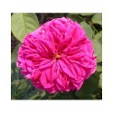 Rosa 'Mme Létuvé de Colnet' - Rosaceae - rosier
