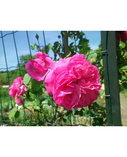 Rosa 'Mme Lauriol de Barny' - Rosaceae - Rosier