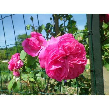 Rosa 'Mme Lauriol de Barny' - Rosaceae - Rosier