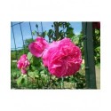 Rosa 'Mme Lauriol de Barny' - Rosaceae - Rosier