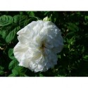 Rosa 'Mme Legras de St Germain' - Rosaceae - Rosier
