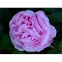 Rosa 'Mme Louis Lévêque' - Rosaceae - Rosier arbuste