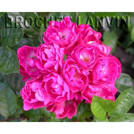 Rosa 'Mme Norbert Levavasseur' - Rosaceae - Rosier