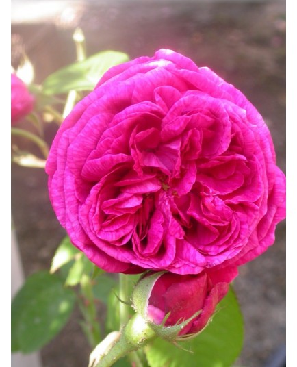 Rosa 'Mme Ombert' - Rosaceae - Rosier arbuste