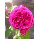 Rosa 'Mme Ombert' - Rosaceae - Rosier arbuste