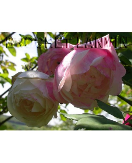 Rosa 'Mme P.Oger' - Rosaceae - Rosier