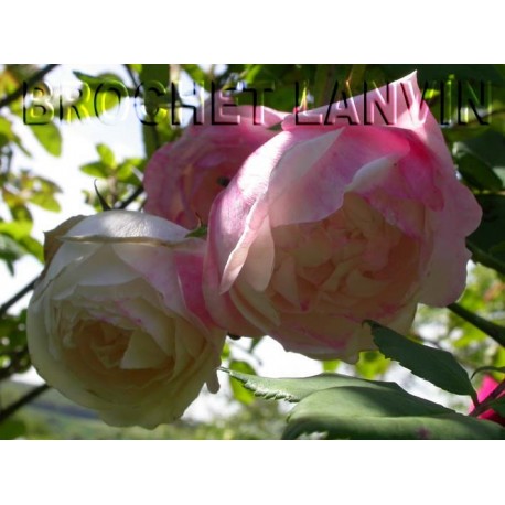 Rosa 'Mme P.Oger' - Rosaceae - Rosier