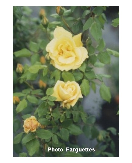 Rosa 'Mme Pierre S.Dupont' - Rosaceae - Rosier