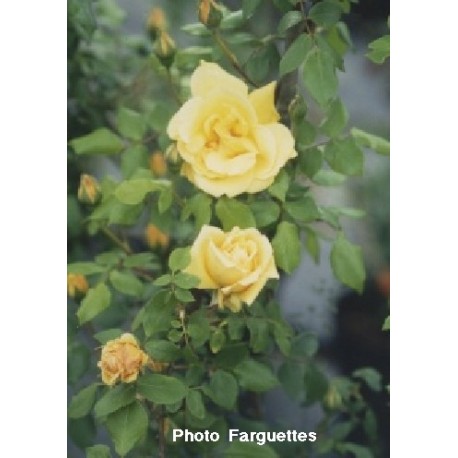 Rosa 'Mme Pierre S.Dupont' - Rosaceae - Rosier
