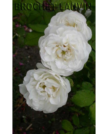 Rosa 'Mme Plantier' - Rosaceae - Rosier