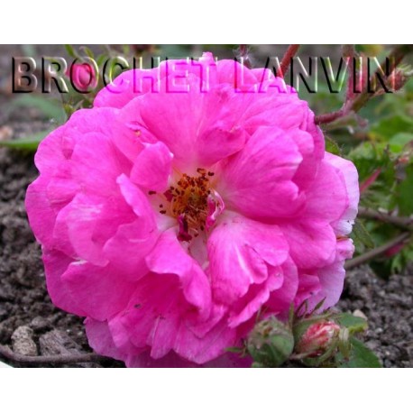 Rosa 'Mme Veuve Alexis Pommery' - Rosaceae - Rosier