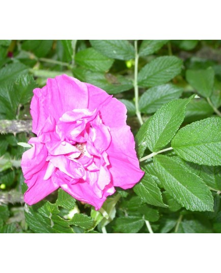 Rosa 'Moje Hammarberg' - Rosaceae - Rosier