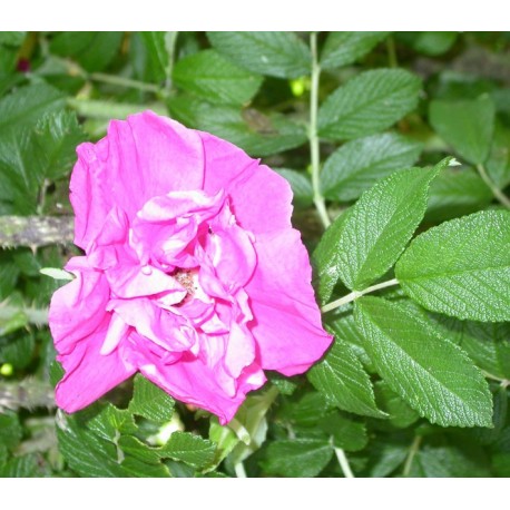 Rosa 'Moje Hammarberg' - Rosaceae - Rosier