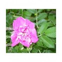Rosa 'Moje Hammarberg' - Rosaceae - Rosier