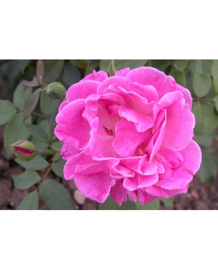 Rosa 'Monsieur' - Rosaceae - Rosier
