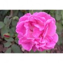 Rosa 'Monsieur' - Rosaceae - Rosier