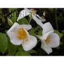 Rosa 'Moschata Autumnalis' - Rosaceae - Rosier