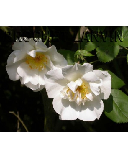 Rosa 'Mountain Snow' - Rosaceae - Rosier