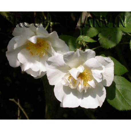 Rosa 'Mountain Snow' - Rosaceae - Rosier