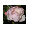 Rosa 'Mousseline' - Rosaceae - Rosier mousseux