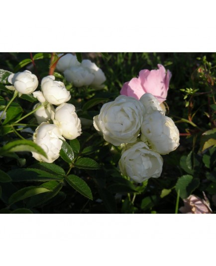 Rosa 'Moustique' - Rosaceae - Rosier nain