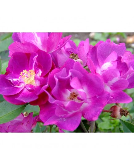 Rosa 'Mr Bluebird' - Rosaceae - Rosier nain
