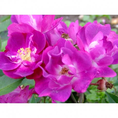 Rosa 'Mr Bluebird' - Rosaceae - Rosier nain