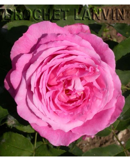Rosa 'Mrs John Laing' - Rosaceae - Rosier