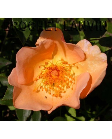 Rosa 'Mrs Oakley Fischer' - Rosaceae - Rosier