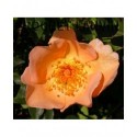 Rosa 'Mrs Oakley Fischer' - Rosaceae - Rosier