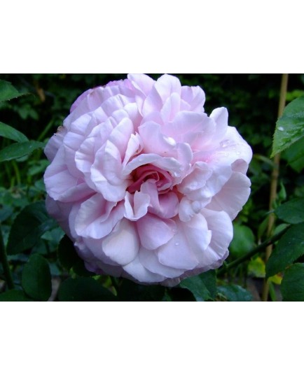 Rosa 'Mrs Paul' - Rosaceae - Rosier arbuste