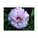 Rosa 'Mrs Paul' - Rosaceae - Rosier arbuste