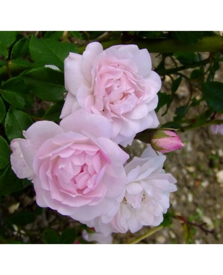 Rosa 'Multiflore de Veaumarcus' - Rosaceae - Rosier