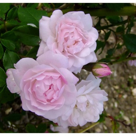 Rosa 'Multiflore de Veaumarcus' - Rosaceae - Rosier