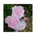 Rosa 'Multiflore de Veaumarcus' - Rosaceae - Rosier
