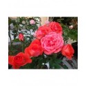 Rosa 'Nancy' - Rosaceae - rosier nain à fleurs groupées