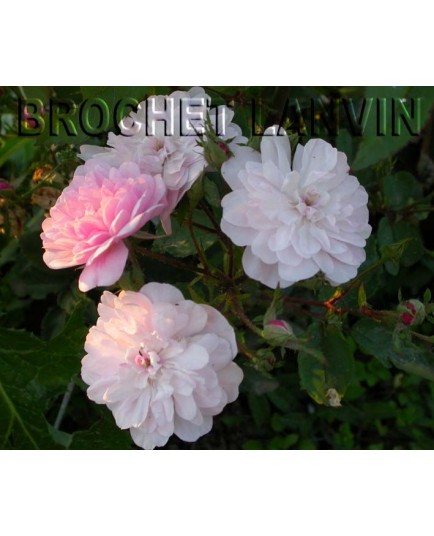 Rosa 'Narrow Water' - Rosaceae - Rosier