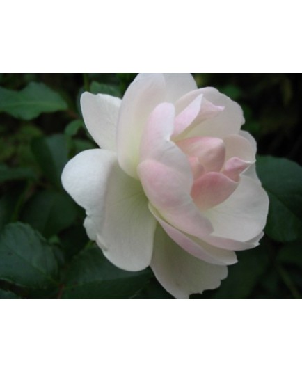 Rosa 'Neige d'été' - Rosaceae - rosier