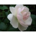 Rosa 'Neige d'été' - Rosaceae - rosier