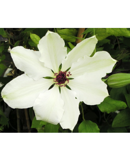 Clematis 'Miss Bateman' - Clematite