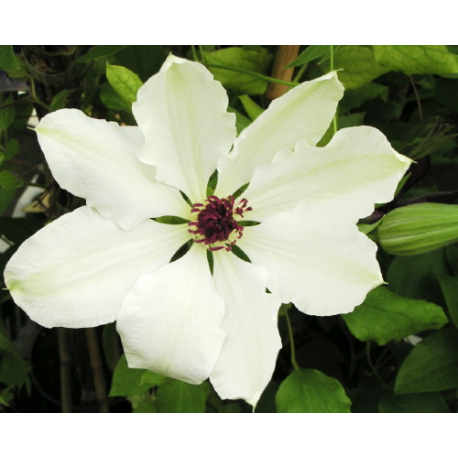 Clematis 'Miss Bateman' - Clematite